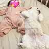 飼い主「2人も産んだかな？」　赤ちゃんとワンちゃんの寝相がシンクロ