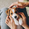 犬を『過保護』に育てる5つのリスク　愛犬に与える悪影響や正しい接し方とは？