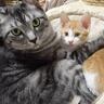 新入り子猫を威嚇していた先住猫が、１週間後……信じられないほどに変化した姿が17万再生「なんてほっこりｗ」「可愛すぎやろおおおおお」