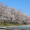 【夜桜あり！】約3.3㎞の桜並木が楽しめる♪新潟市江南区「すごぼりの桜並木」【新潟県の桜名所・お花見スポット特集2025】