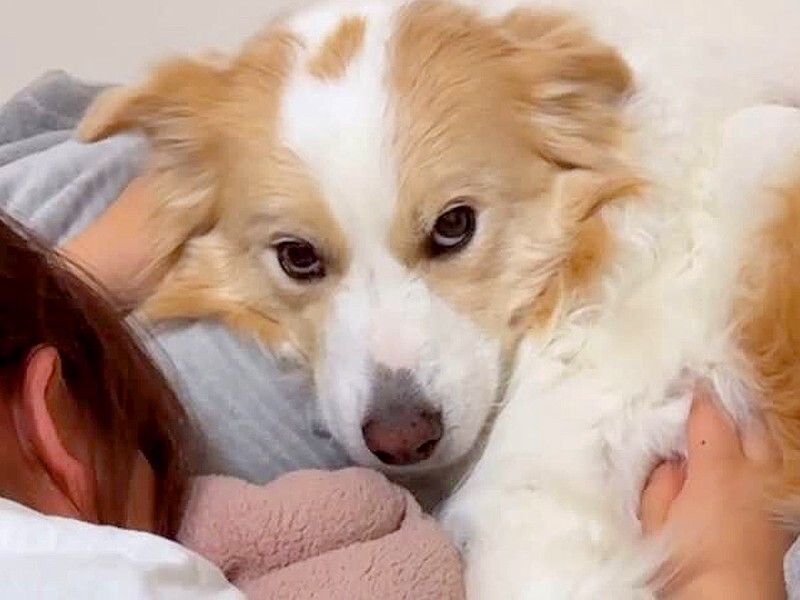 ママが泣いているのを見た犬→『パパが泣かせた』と勘違いして