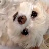 甘えてきた潔癖症な犬に『チュウしていい？』と聞いた結果…想定以上に辛辣な『まさかの反応』が42万再生「塩対応すぎｗｗ」「逃走してて草」