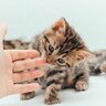 子猫の成長に悪影響をおよぼす『NG行為』4つ　大人になってからのトラブルの原因にも