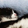 猫のために買ったクッションやベッドを差し置いて→『断トツで人気』だったのが……「もっとフカフカなのがあるのにｗ」「わかる」と18万表示