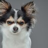 犬が『うざい』と思っているときにする行動5選　飼い主のことを鬱陶しいと感じるタイミングまで