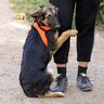 犬が『臆病な性格』か確認できる３つのチェックポイント　ビビリやすい愛犬への正しい接し方や注意点を解説