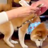 目の前で『犬に掛かるお金の話』をした結果…まるで人間のような『まさかの反応』が33万再生「事情理解してそうで草」「困り眉ｗ」と爆笑続々