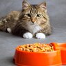 猫が『急にご飯を食べなくなる』4つの原因　体調不良を隠している証拠？対処法は？