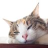 愛猫が『眠たいとき』に見せる仕草3選　愛猫を快適に寝かせてあげるためのアドバイスも