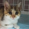 ７年前『置き去り』にされて鳴き叫んでいた『小さな子猫』が、現在は……涙あふれるビフォーアフターに感動の声「いい人に出会えて良かった」