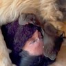 大好きなお父さんに甘える超大型犬→まるで捕食…？想像以上だった『大胆すぎる愛情表現』が11万再生「半分食べられてて笑った」「羨ましい」の声
