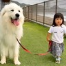 2歳の女の子が『動かない超大型犬のリードを持った』結果…想定外の展開が凄すぎると36万再生「ペース合わせてあげてて感動…」「優しすぎ」