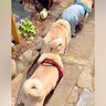 パグ犬３匹とお散歩→なぜか電車のように…？あまりにも可愛い光景が37万再生「ずっと見ていられるｗ」「上手すぎ」海外からも多くの反響