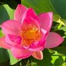【千葉市中央区】美しい蓮の花を観賞しませんか？「大賀ハスまつり」6月15日（土）～23日（日）開催！