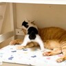 『遊んで欲しい子猫』が先住猫に猛アピール…無限すぎる体力に先住猫『お手上げ』1万1000再生「パワフル」「めげないなあ」