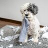 犬が『部屋を荒らしてしまう』理由3つ　散らかす原因から飼い主がすべき対処法まで解説