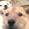 北海道犬の血統を守り続け半世紀　今年も赤ちゃんが誕生！