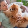 『甘えんぼう』と言われている犬種5選　甘え上手な理由や正しい接し方まで