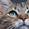 猫の顔から『オス・メス』を見分ける4つのポイント　実は性別ごとにこんな特徴があった！