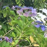 白壁の町並みから、「夏の音」が聴こえてくるお散歩【福岡県八女市】