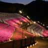 【兵庫】1日限定！21万株の芝桜をろうそくの灯りが照らし出す鑑賞会開催