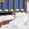 国際輸送コンテナの中で、ご飯も水もないまま3週間…奇跡的に生き延びた『密航猫』を発見　米国