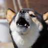 犬の『吠え癖』が酷い…改善策はある？吠え続けてしまう理由から正しいしつけの方法まで