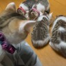 ご飯を食べ終えた子猫たち→飼い主さんの方へと向かうと…羨ましすぎる『まさかの光景』が5万再生「至福の時間だね」「天国だ」の声