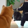 赤ちゃんが猫にちょっかいをかけようとしたら、近くにいた犬が…まさかの『犬語で注意する光景』が17万再生「愛ある叱責」「優しい親分」