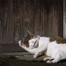 全国の“ご当地ねこ”を撮影した「岩合光昭写真展」開催！京都駅の美術館で