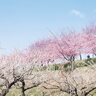 早春の花々特集　箕郷梅林【群馬県高崎市】