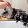お散歩後に犬の体を洗っていたら、眠たすぎて…大変すぎる『まさかの光景』が13万再生「すべてを委ねてるｗ」「参考になった」称賛の声も