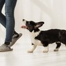 犬の『免疫力』を高める方法5選　免疫が低下しているときに感染しやすい病気とは？