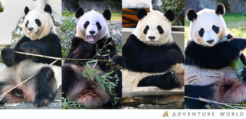 A Chance for Lasting Survival パンダ 中国 A Chance for Lasting Survival パンダ 中国 Panda twins born
