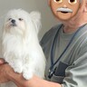 犬を連れて『おじいちゃん宅に帰省した』結果…まさかの『溺愛っぷり』が尊すぎると447万表示「もう東京に帰れないｗ」「めっちゃ懐いてる」