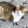 公園で『動けなくなっていた子猫』をお世話したら…3週間後の姿に感動の声続出「運命の出会い」「本当にありがとう」と4万8000再生