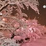 新年！弘前で満開の「桜」を見よう🌸@冬に咲くさくらライトアップ