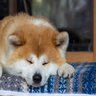 『日本犬だけにみられる』4つの特徴　共通する性質から飼う際に気をつけたいことまで