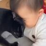 赤ちゃんのことが大好きな猫→『初めて立った瞬間』を見た結果…まさかの光景が素敵すぎると12万再生「熱烈祝福」「愛が大きくて羨ましい」
