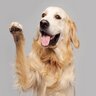 犬が『甘えたい』と思っているときにする行動5選　見逃したくない飼い主へのアピールとは？