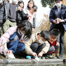 加里屋川にホタル幼虫放流