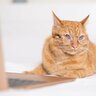 『自分を人間だと思いこんでそうな猫』の行動5つ　あなたの愛猫も勘違いしているかも！？