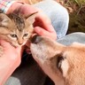 柴犬と散歩中に『出会った子猫』保護したら…50日間の変化が感動的すぎると35万8000再生「森の神様に感謝」「愛情が激しいｗ」