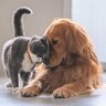 猫と犬が結ぶ絆…大親友の犬を失った猫がつかんだ「新たな愛」米国