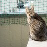 猫を『バルコニー』に出さないほうがいい5つの理由　事故や脱走の原因に…