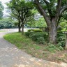 もうすぐ夏休み！『青葉の森公園』の『水の広場』が夏季限定でオープン！7月13日～9月1日。