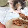 保護子猫が『初めての離乳食』に挑戦した結果…思わずニヤける『まさかの瞬間』が３万再生「めちゃくちゃ可愛い！」「ウマウマだねｗ」