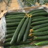 【春を告げるきゅうり】燕市ですくすく育った新鮮野菜♪燕市「もとまちきゅうり」
