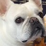 おばあちゃん大好きな犬に『今からばぁばが来ます』と伝えた結果…尊い反応と『再会時の熱烈歓迎』が3万再生「ばぁばになりたい」「素敵」と絶賛