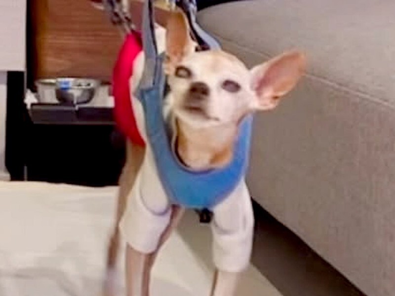 ぐるぐる歩く『グル活』をする18歳のおじいちゃん犬…パパがDIY